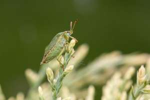 Common Green Shieldbug by Ashley Beolens