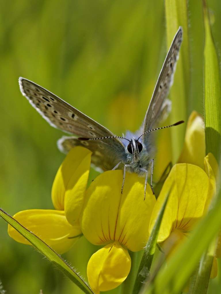 common blue butterfly