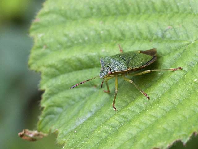 green shield bug