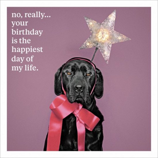 Happy Birthday Star Dog Greeting Card