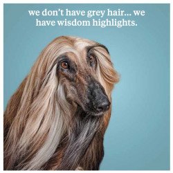 We Don't Have Grey Hair... We have Wisdom Highlights Birthday Greeting Card 